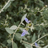 Germandrée arbustive Azureum - Willemse