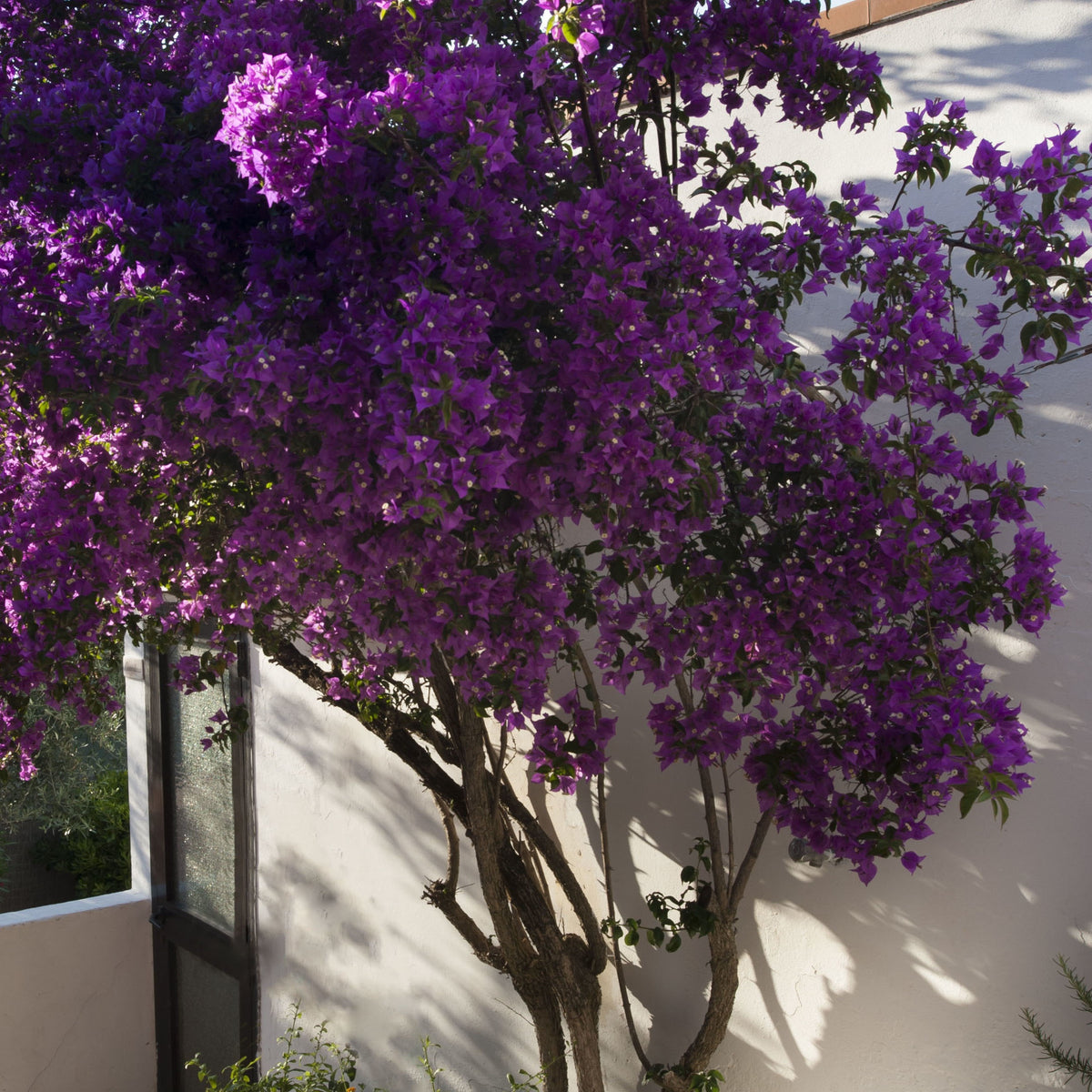 Bougainvillier rustique Violet de Mèze - Bougainvillea 'violet de mèze' - Plantes grimpantes