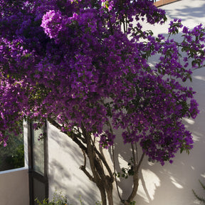 Bougainvillier rustique Violet de Mèze - Willemse