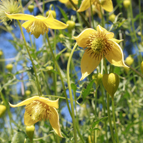 Clématite Little Lemons  ® - Clematis 'little lemons' - Plantes