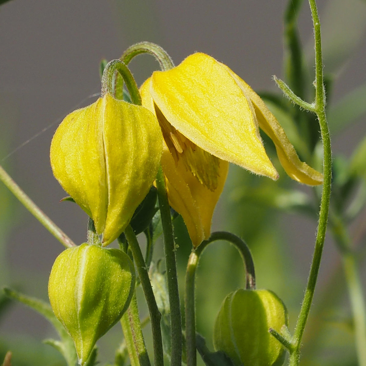 Clématite Little Lemons  ® - Clematis 'little lemons' - Plantes grimpantes