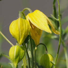 Clématite Little Lemons  ® - Clematis 'little lemons' - Willemse
