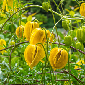 Clématite Little Lemons  ® - Clematis 'little lemons' - Clématites