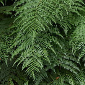 Fougères - Fougère arborescente de Tasmanie - Dicksonia antarctica