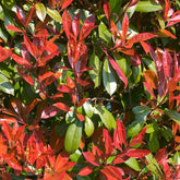 Photinia fraseri Carré rouge - Willemse