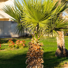 Palmier - Palmier à jupon du Mexique - Washingtonia robusta