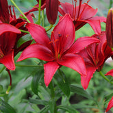 2 Lis asiatiques Red County - Willemse