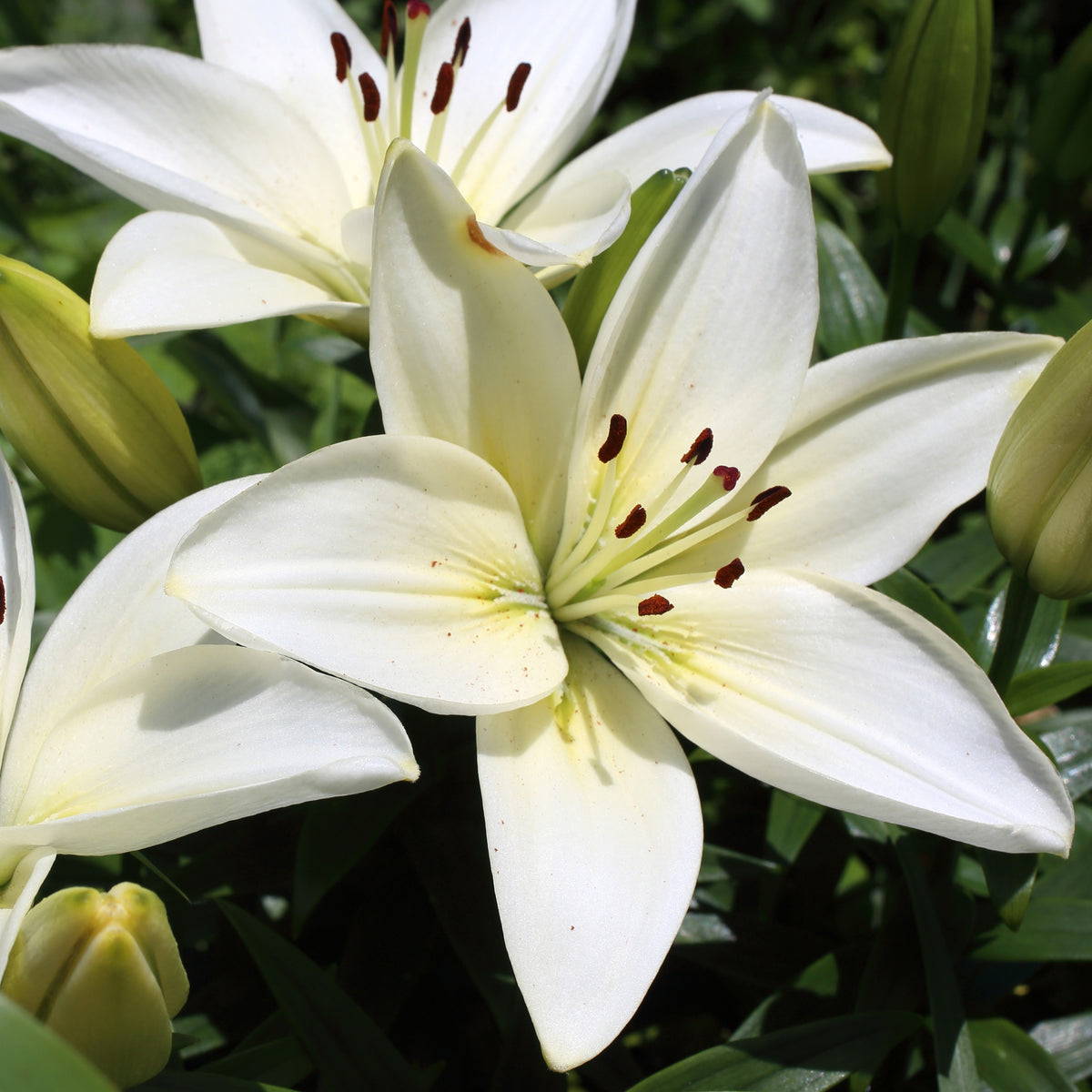 2 Lis asiatiques Kent - Lilium 'kent' - Plantes