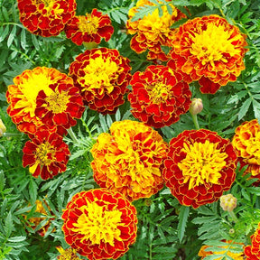 Oeillets d'Inde nains - Tagetes patula - Potager