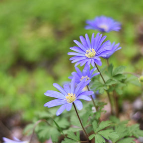30 Anémones de Grèce Blue Shades - Willemse