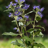 Caryopteris Good as Gold - Willemse