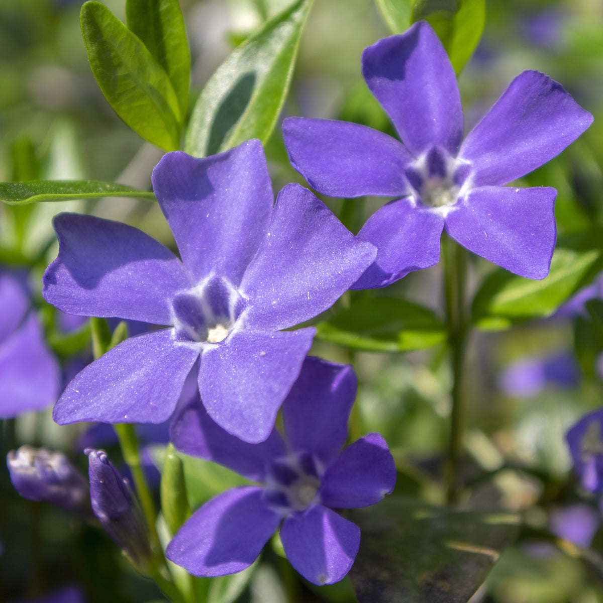 Petite pervenche Gruner Teppich - Vinca minor 'grüner teppich' - Willemse