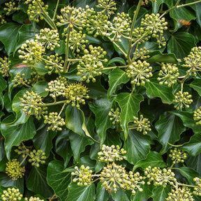 Hedera helix Arborescens - Lierre arbustif - Willemse