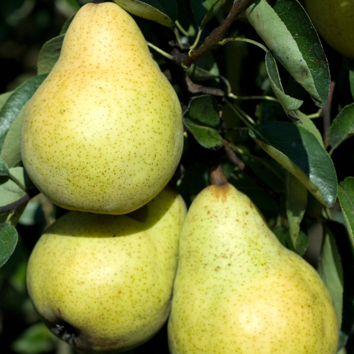 Collection de Poiriers : Conférence, Williams, Doyenne du Comice - Pyrus communis conférence, william's, doyenné du comice - Fruitiers Arbres et arbustes