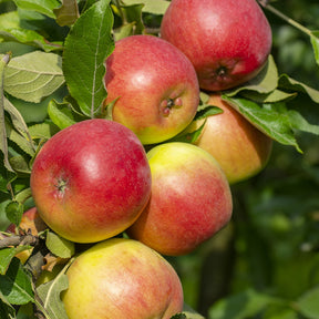 Collection de  Pommiers : Reine de reinettes, Gala, Golden Delicious - Malus domestica reine de reinettes, gala, golden delicious - Willemse