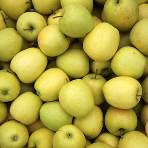 Collection de  Pommiers : Reine de reinettes, Gala, Golden Delicious - Malus domestica reine de reinettes, gala, golden delicious - Pommier