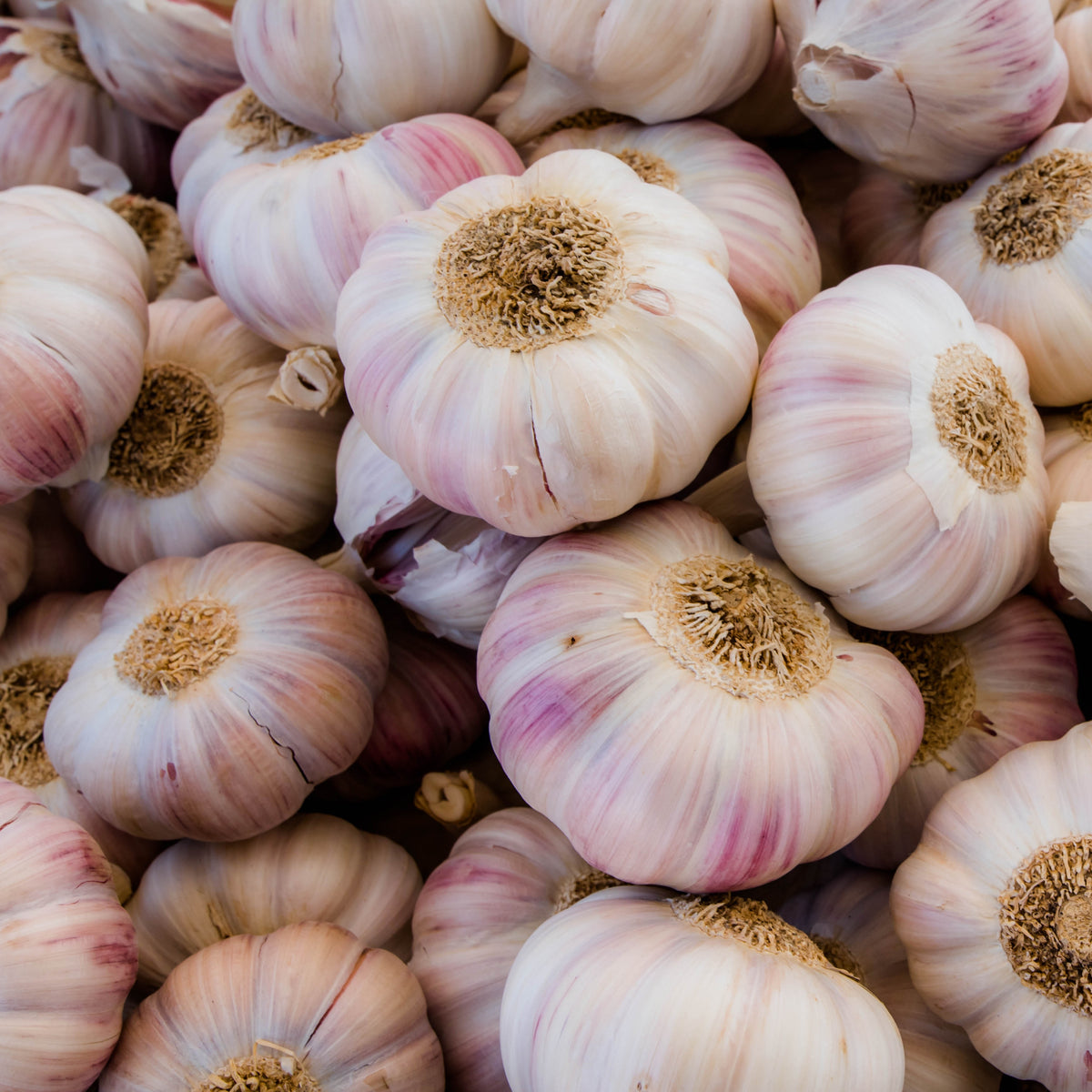 Ail rose - Allium sativum - Potager