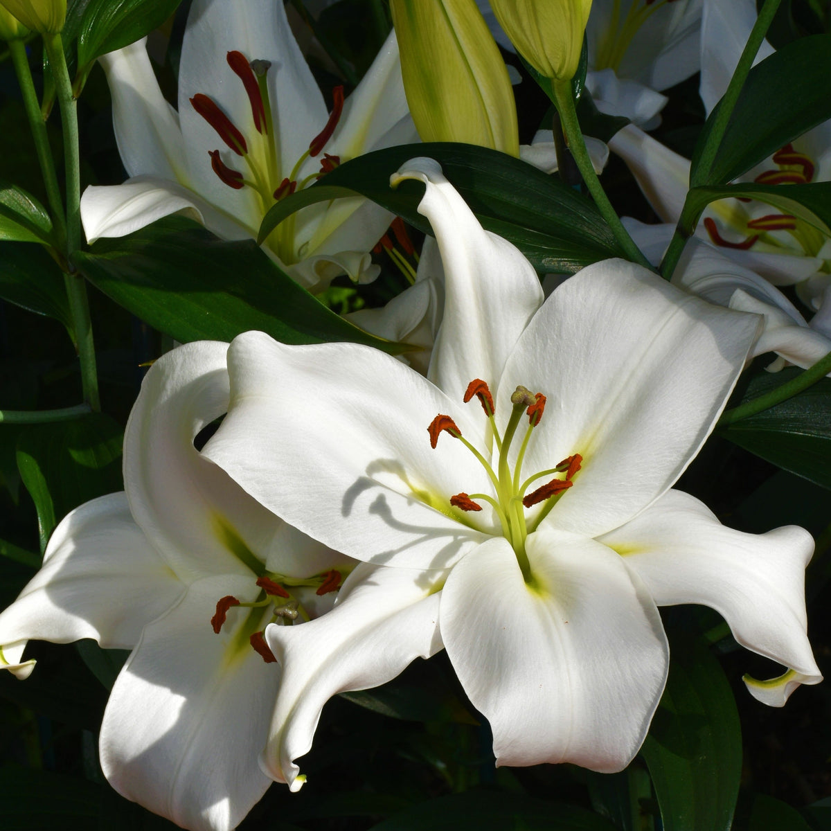 3 Lis asiatique Siberia - Lilium siberia - Plantes