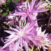 Colchique d'automne Waterlily - Willemse