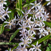 10 Scilles à deux feuilles - Scilla - Willemse