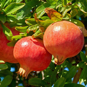 Grenadier à fruits Dente Di Leone - Willemse