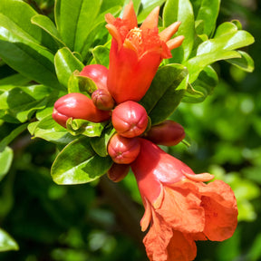 Grenadier à fruits Dente Di Leone - Punica granatum dente di leone - Fruitiers Arbres et arbustes