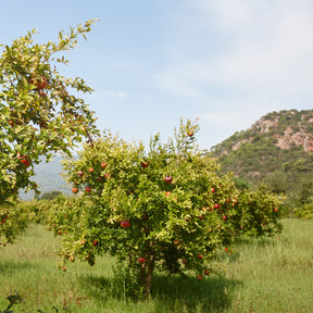 Grenadier à fruits Dente Di Leone - Punica granatum dente di leone