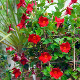 Jasmin du Brésil Dipladénia - Willemse