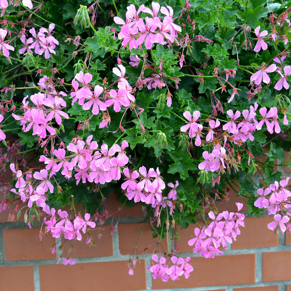 Géranium lierre rose - Pelargonium peltatum - Plantes