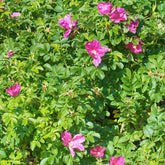 Rosier rugueux rose foncé - Willemse