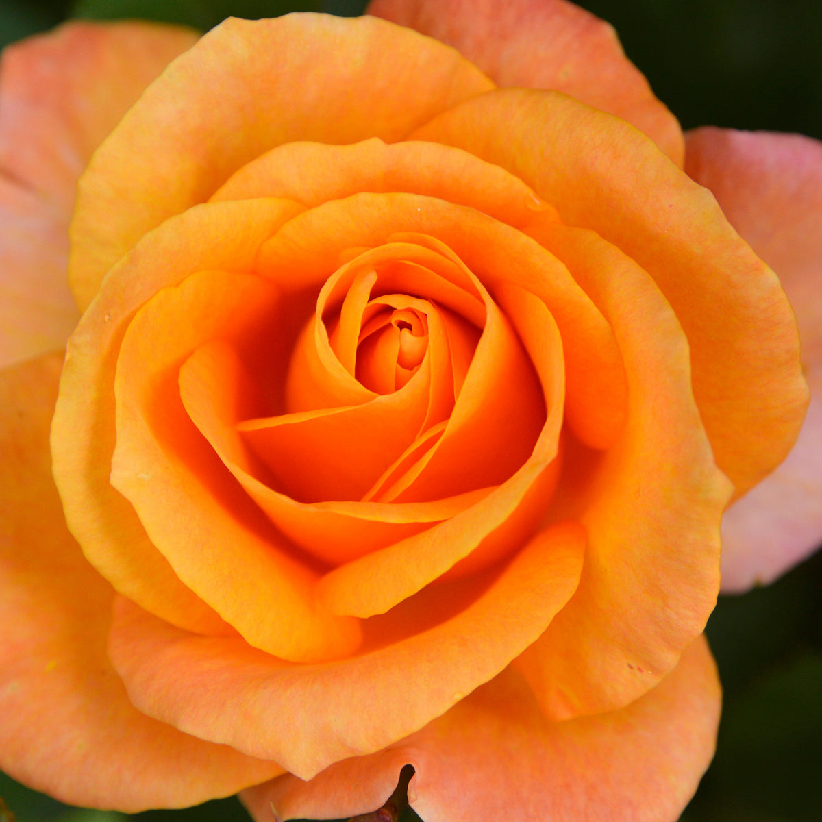 Rosier à massif orange - Willemse