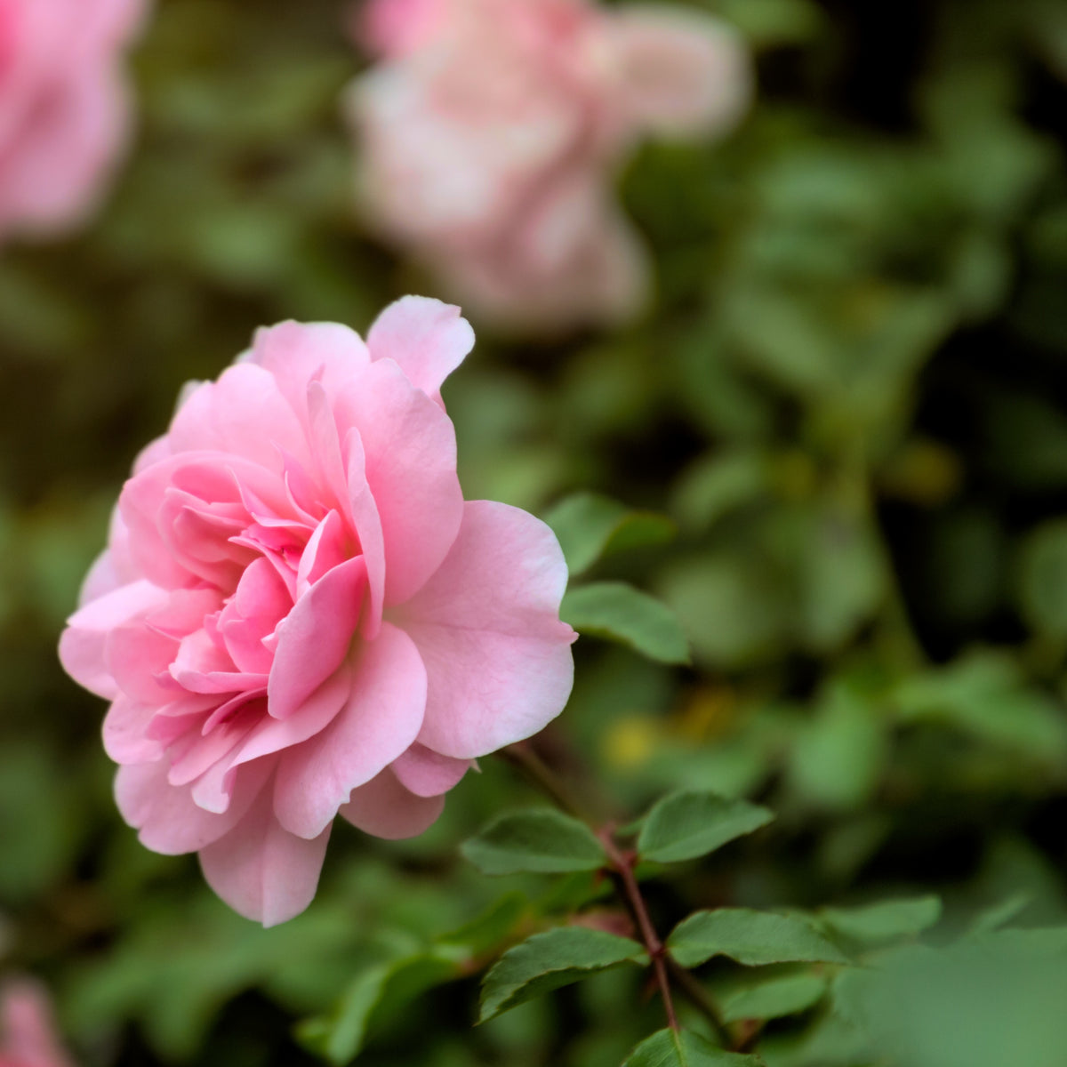 Rosier à massif rose - Rosa - Plantes