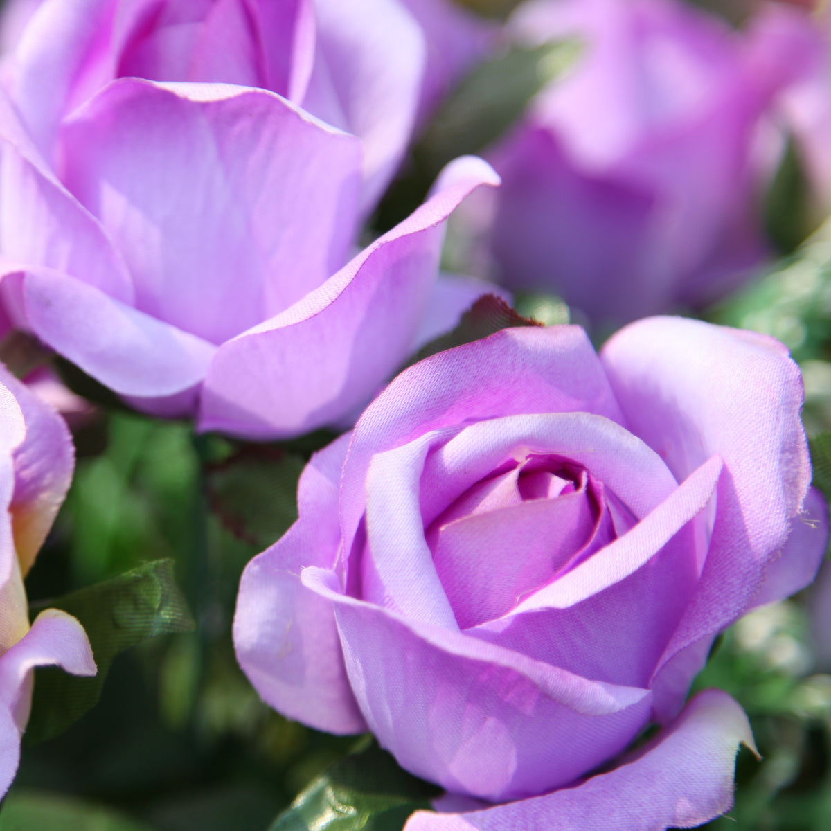 Rosier grimpant violet - Rosa - Plantes