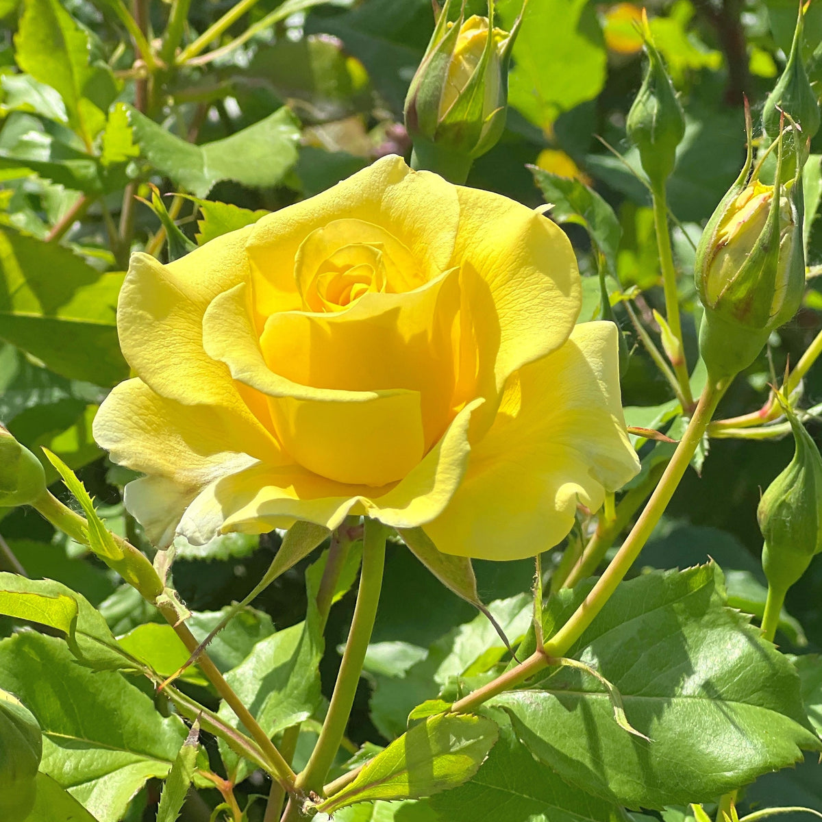 Rosier grimpant jaune - Rosa - Plantes