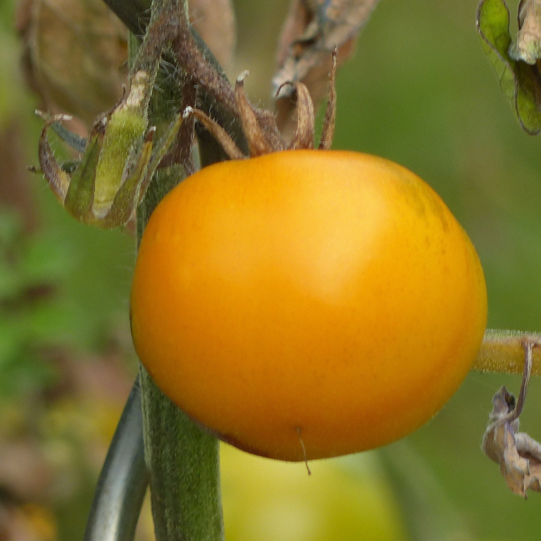 Solanum lycopersicum green zebra,orange queen,noire de crimée - Collection de 9 Plants tomates originales - Plants de tomates