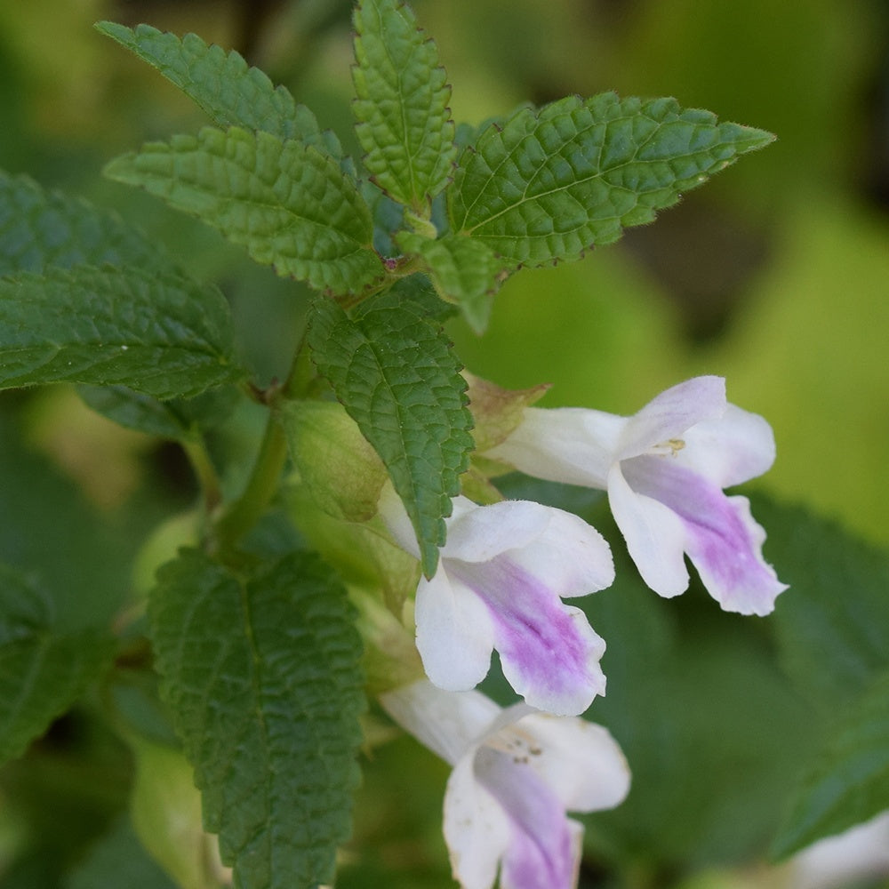 Mélisse sauvage Mélitte à feuilles de mélisse - Willemse