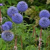 3 Boules azurées Veitchs Blue - Willemse