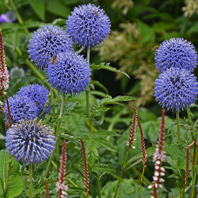 3 Boules azurées Veitchs Blue - Willemse