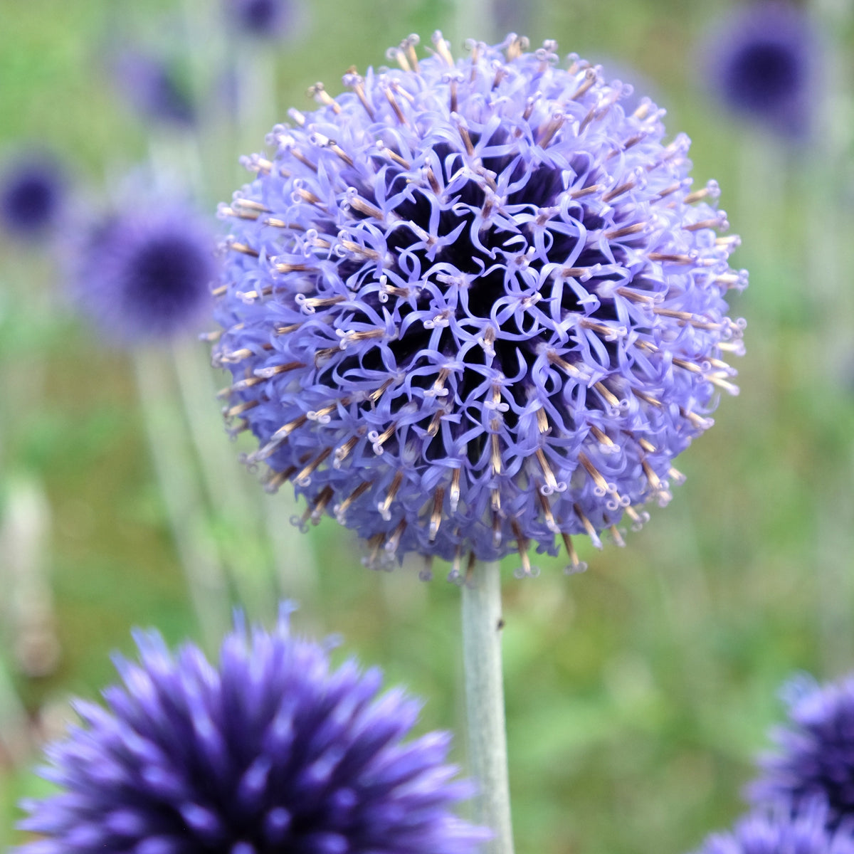 3 Boules azurées Veitchs Blue - Echinops ritro Veitch's Blue - Willemse