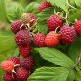 Framboisier remontant Autumn First - Rubus idaeus autumn first - Plantes