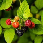 Framboisier Black Jewel - Rubus idaeus 'black jewel' - Plantes