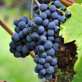 Vigne Triomphe d'Alsace - Willemse