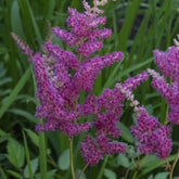 Astilbe du Japon - Willemse