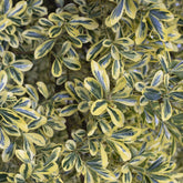 Fusain du Japon ' Aureomarginatus' - Euonymus japonicus Aureomarginatus - Plantes