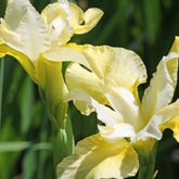Iris de Sibérie Butter and Sugar - Willemse