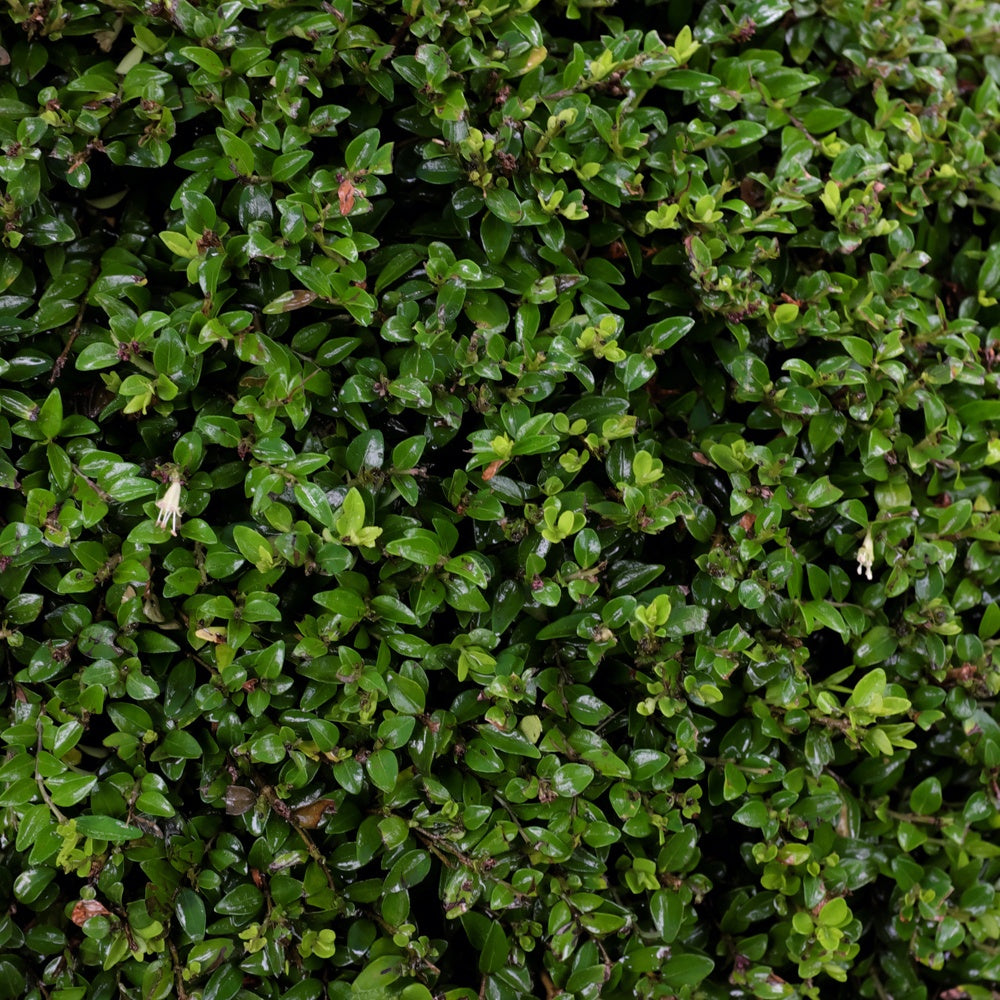 Chèvrefeuille à feuilles de buis - Lonicera nitida - Plantes