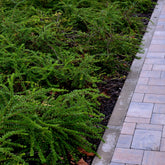 Chèvrefeuille à feuilles de buis - Willemse