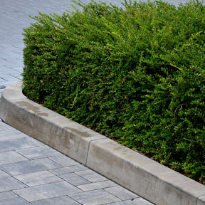 Lonicera nitida - Chèvrefeuille à feuilles de buis - Arbustes de haie