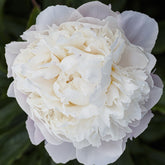 Pivoine lactiflora Fleur de Pêcher - Willemse