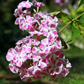 Phlox paniculata Bambini Candy Crush - Willemse